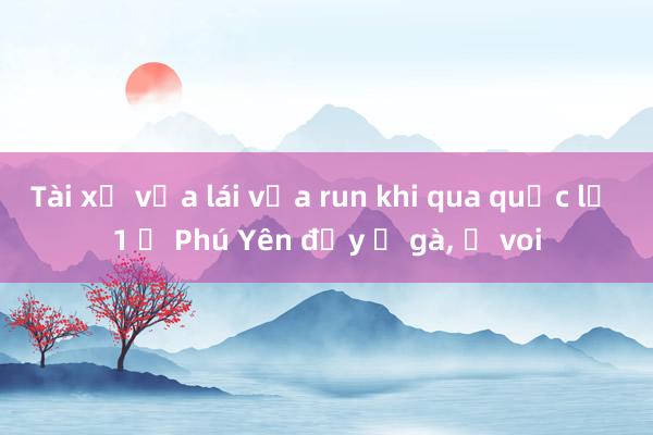 Tài xế vừa lái vừa run khi qua quốc lộ 1 ở Phú Yên đầy ổ gà， ổ voi